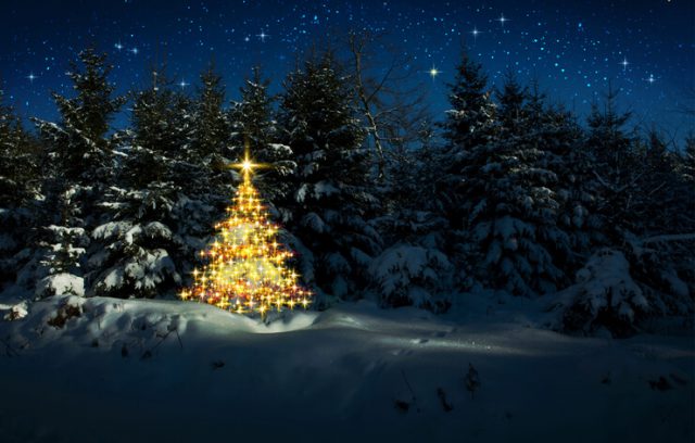 Christmas tree with lights in winter forest and stars sky.Christmas Card.