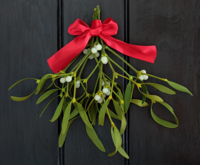 Christmas mistletoe with red ribbon bow over dark wood background.